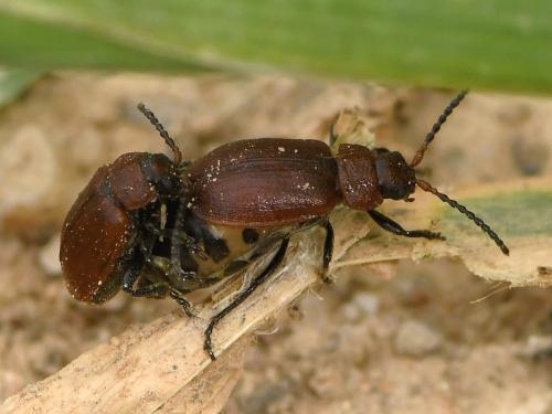 Emarhopa rufa